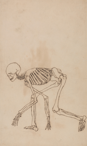 Study of the Human Figure, Lateral View, from 'A Comparative Anatomical Exposition of the Structure of the Human Body with that of a Tiger and a Common Fowl', 1795-1806 (pen and ink over graphite on wove paper)