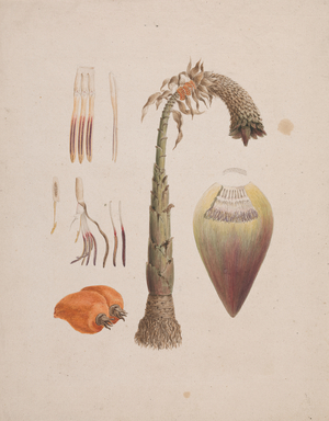 Ensete Ventricosum (watercolour over pencil on paper)