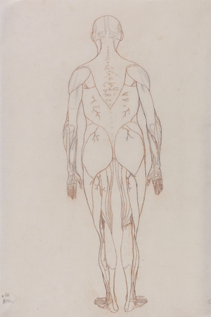 Study of the Human Figure, Posterior View, from 'A Comparative Anatomical Exposition of the Structure of the Human Body with that of a Tiger and a Common Fowl', c.1795-1806 (red chalk on cartridge paper)