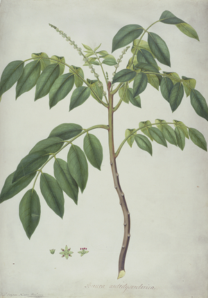 Brucea Antidysenterica, 1777 (w/c & b/c over graphite on vellum)