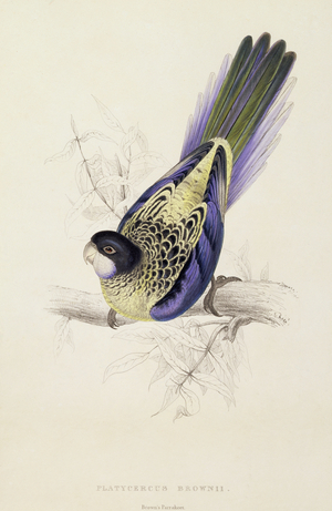 Platycercus Brownii, or Brown's Parakeet (Plate 20), 1832 (colour litho)
