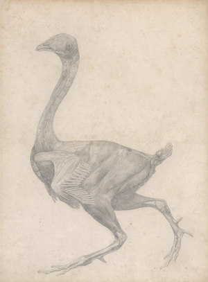 Study of a Fowl, Lateral View, with skin and underlying fascial layers removed, from 'A Comparative Anatomical Exposition of the Structure of the Human Body with that of a Tiger and a Common Fowl', 1795-1806 (graphite on heavy wove paper)