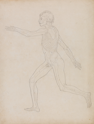 Study of the Human Figure, Lateral View, from 'A Comparative Anatomical Exposition of the Structure of the Human Body with that of a Tiger and a Common Fowl', 1795-1806 (graphite on heavy wove paper)