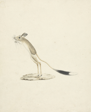 Jerboa No. 4 (w/c over graphite on paper)