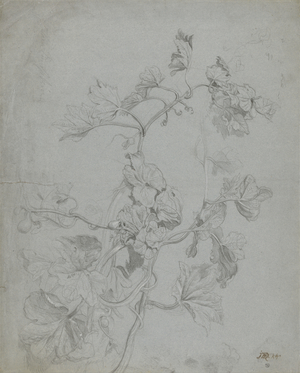Study of a Climbing Plant (Pumpkin Family) (pencil heightened with white on blue paper)