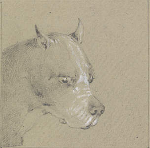 Head and shoulders of a boxer dog (graphite heightened with white on paper)