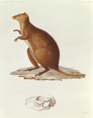 The Wallaby or Short-Tailed Kangaroo (setonix brachyrus) illustration from 'Voyage de la Corvette l'Astrolabe Pendant les Annes 1826-29' by Jules Sebastien Cesar Dumont d'Urville (1790-1842) 1830-35 (engraving)