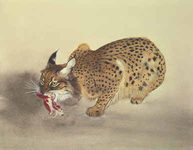 Spanish Lynx, 1965 (w/c on paper)