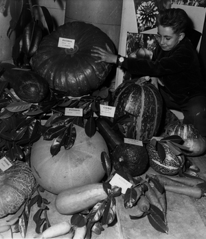 Oct. 10, 1953 - Horticultural Exhibition at Versailles: The Autumn Horticultural Exhibition was opened today in the town hall of Versailles. Various types of grounds and Pumpkins.