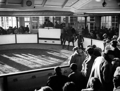 Dec. 06, 1954 - 6-12-54 Opening of the Newmarket sales - General view of the ring. Keystone Photo Shows: General view during the famous Bloodstock sales at Newmarket today at which many record prizes were paid
