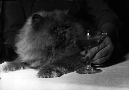 Oct. 10, 1953 - King Of Cats.: This Blue Persian was Selected As the” King Of Cats” at the show now being held at the hotel continental, Paris. He is worth £300.