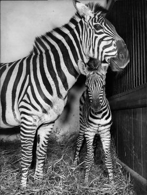 Tue 27, 1954 - yesterday born: was the little zebra-baby in the zoo of hamburg - stellingen. with its big brown eyes it is looking eagerly around. by the way, zebras” 'new look” are stripes - like before