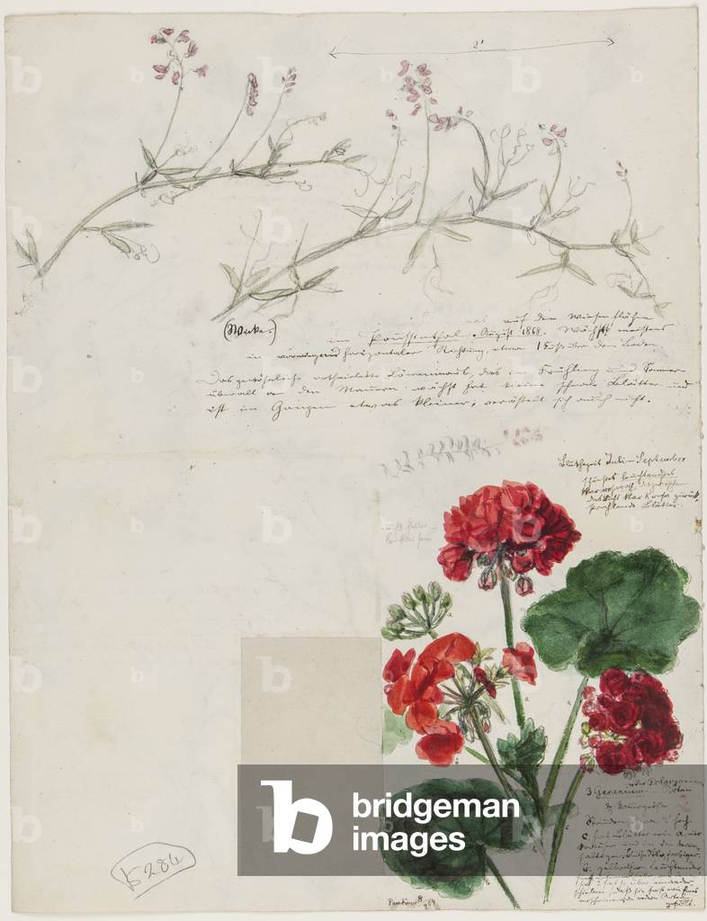 Studies of plants and figures made in Rome and Pankow, Berlin, 1868 (pencil, ink & w/c on paper)