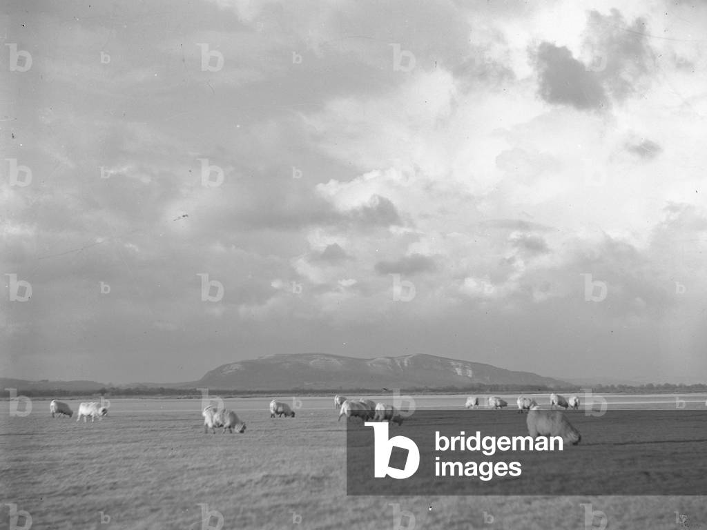 Sheep grazing on foreshore at Sandside, 1930s-60s (b/w photo)
