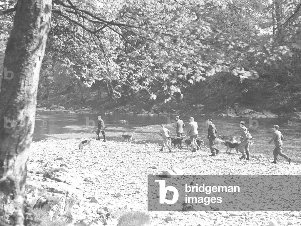 A group of men and boys with Otter Hounds on the river bank, 1930s-60s (b/w photo)