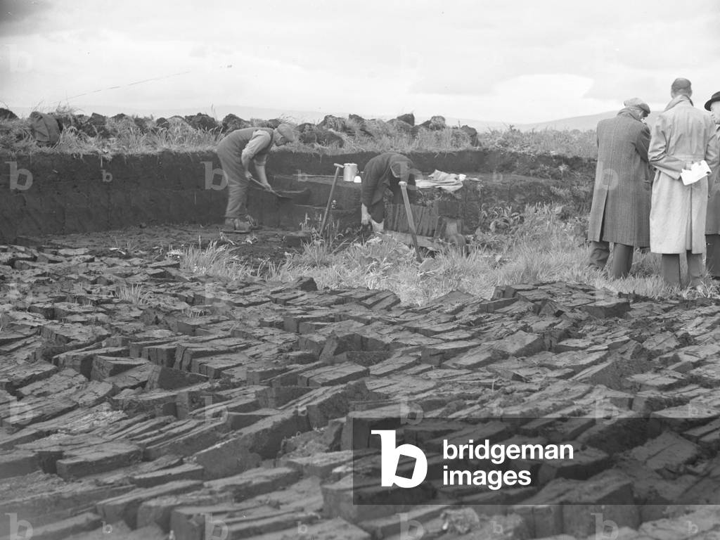 A group of men cutting out pieces of peat using spades, in the foreground is peat already cut, 1930s-60s (b/w photo)