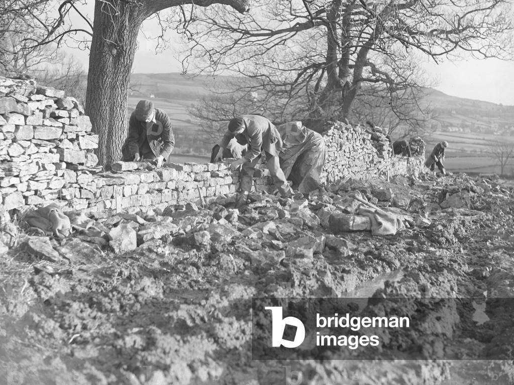 Wallers working on dry stone wall, 1930s-60s (b/w photo)