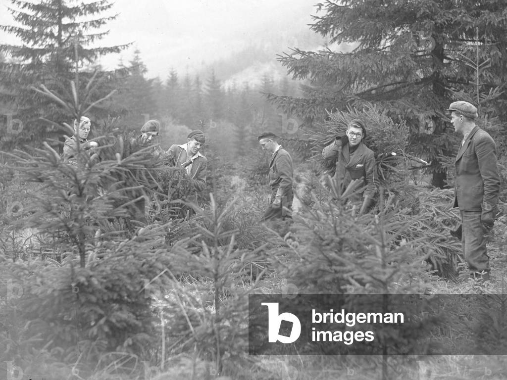 Forestry workers working amongst conifers, 1930s-60s (b/w photo)