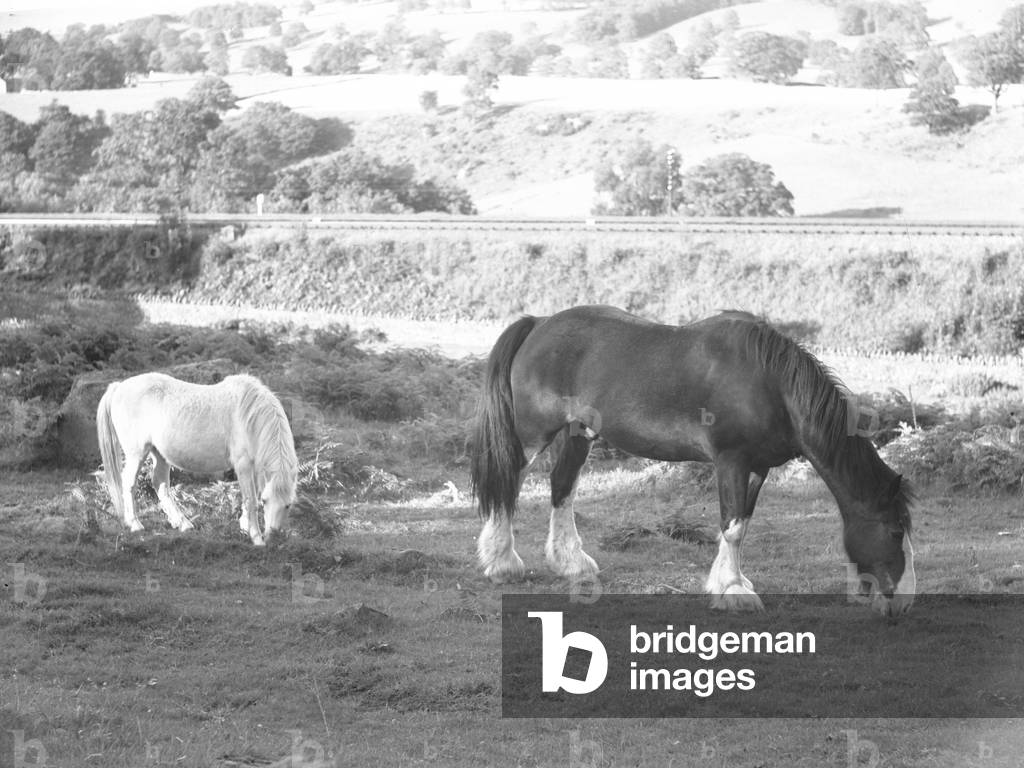 A view of a horse and a pony grazing in a field, in the background is a railway track, 1930s-60s (b/w photo)
