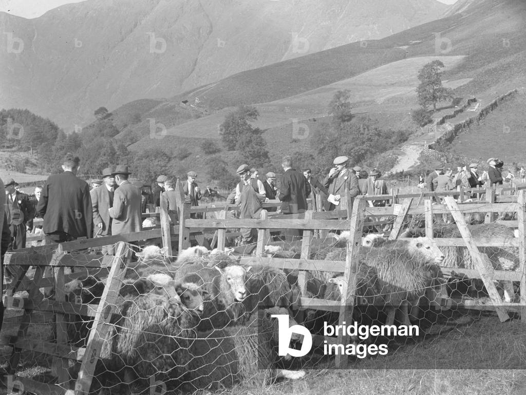 Flock of penned sheep at a meet in the hills, 1930s-60s (b/w photo)
