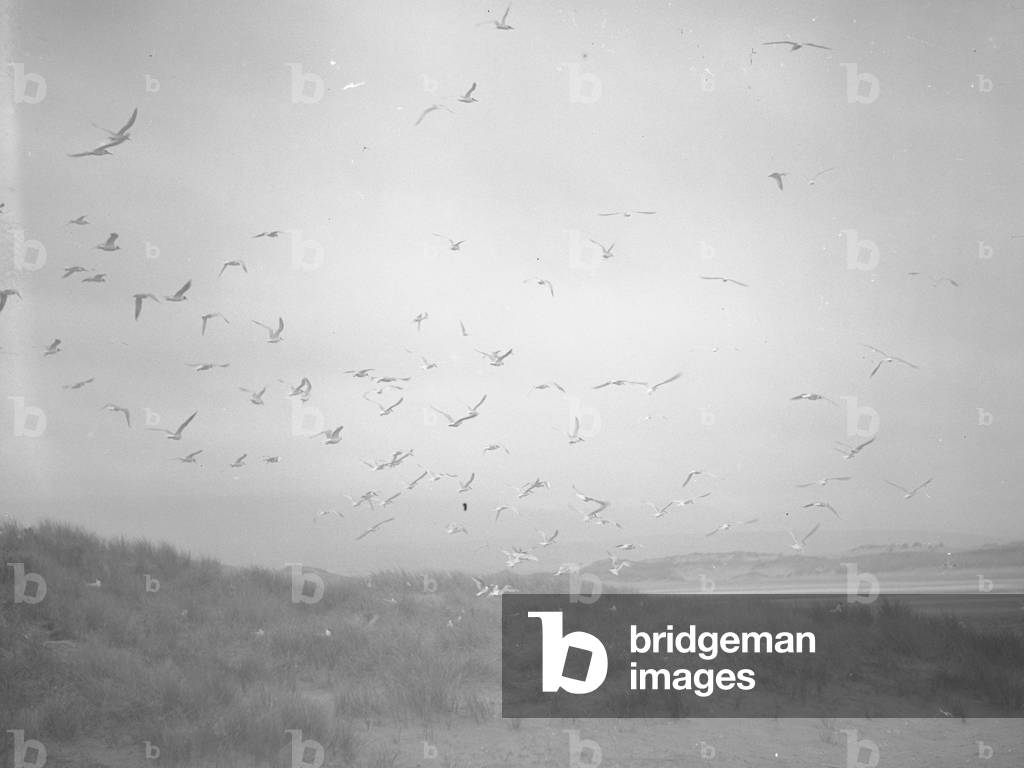 A view of gulls flying over sand dunes at the beach, 1930s-60s (b/w photo)