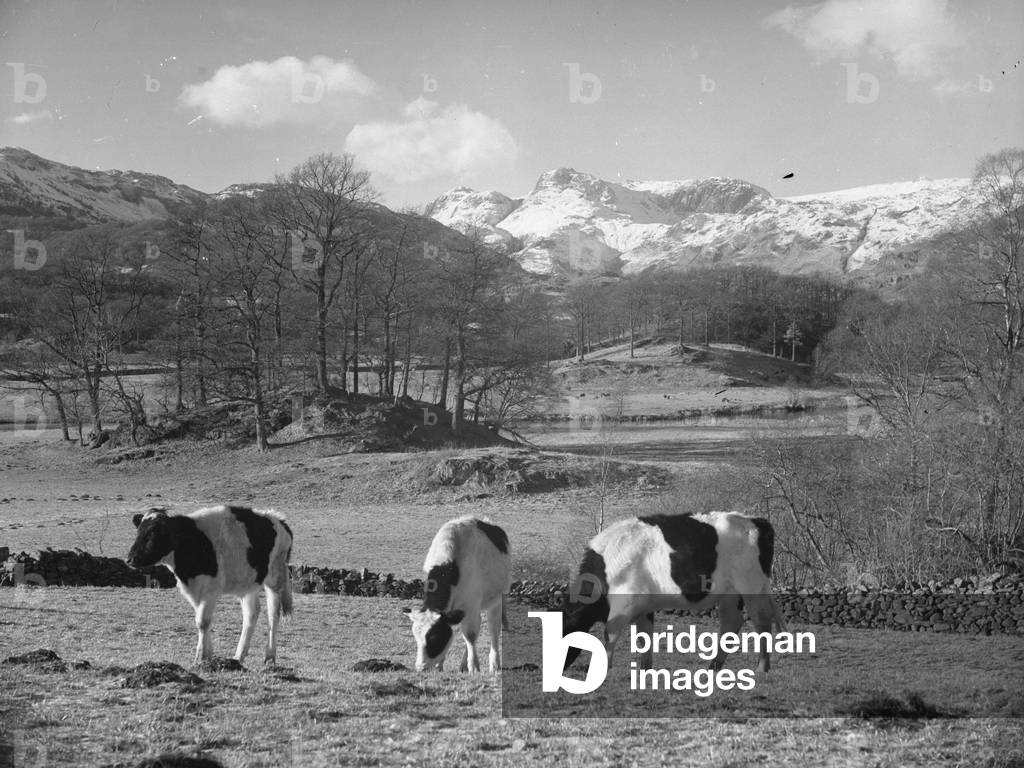 Cows in the Langdale Valley with backdrop behind, 1930s-60s (b/w photo)