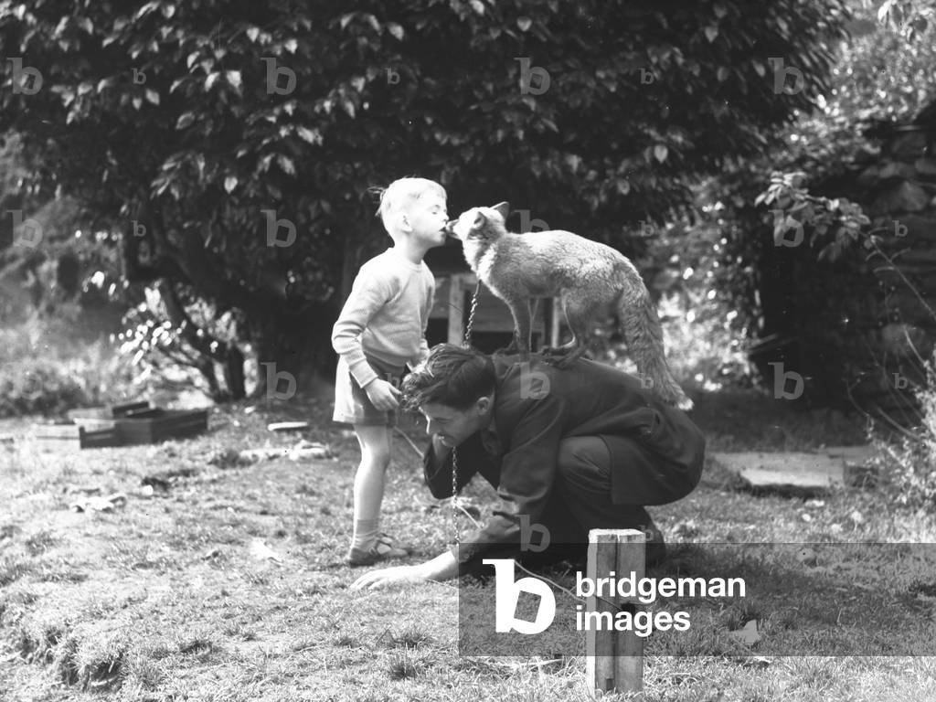 A man allows the Borrowdale fox to sit on his back whilst it smells a small boy, 1930s-60s (b/w photo)
