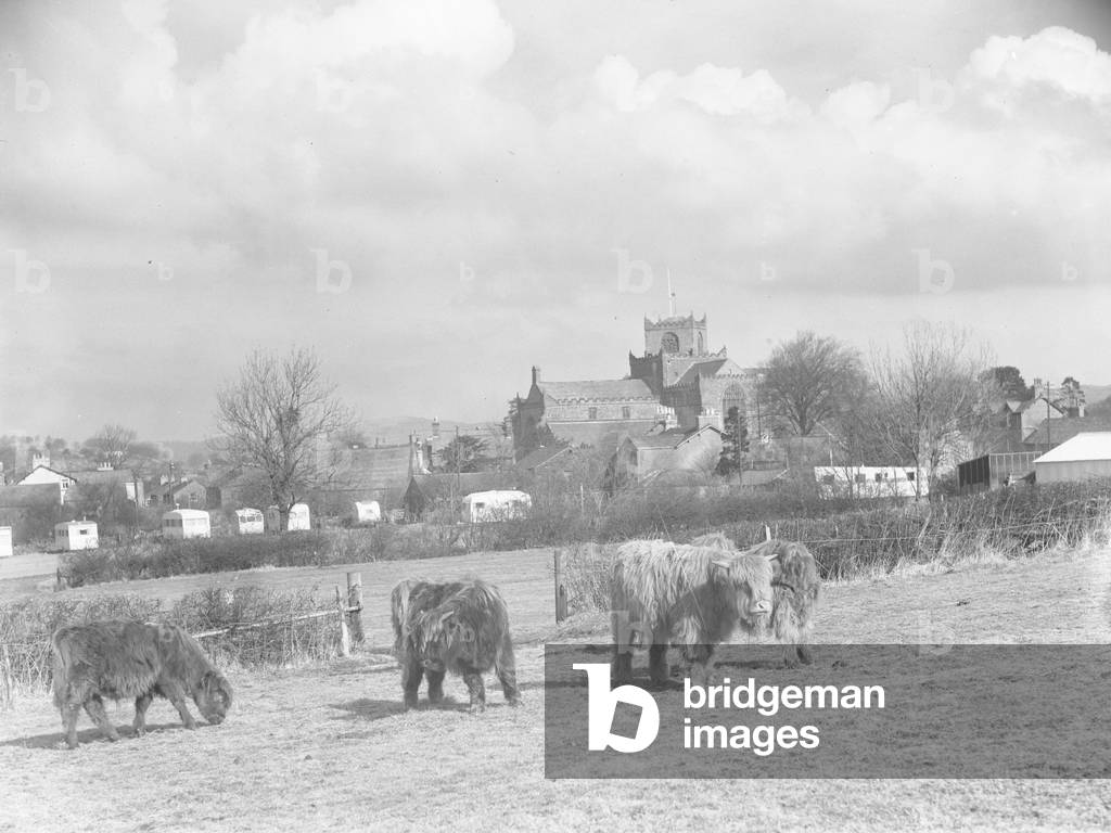 In the foreground are Highland Cattle grazing, in the background caravans, a village and a church; architecture; religious; ecclesiastical;, 1930s-60s (b/w photo)
