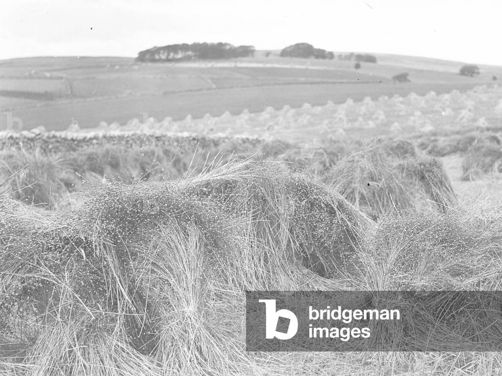 Bundles of cut hay or grass in a field, 1930s-60s (b/w photo)