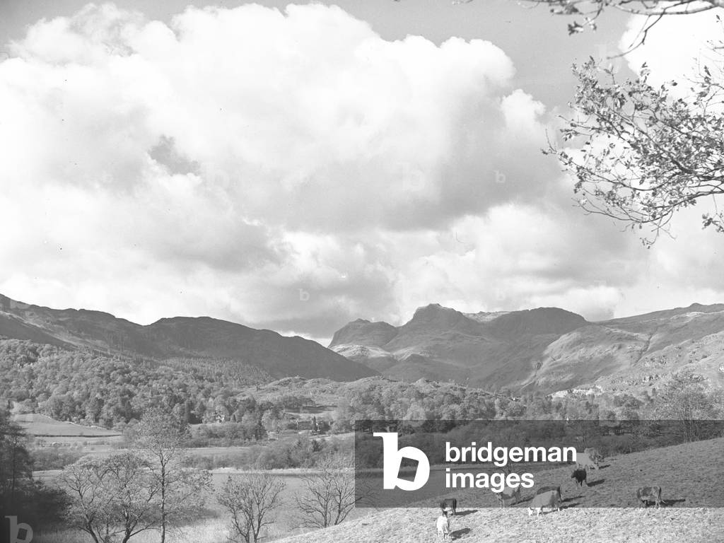 Cows in a field in the foreground with lake in middle distance and Langdale Fells in background, 1930s-60s (b/w photo)