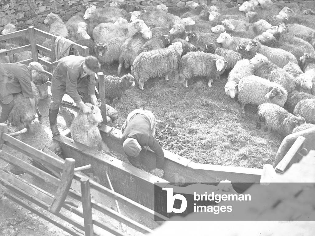 Penned sheep being dipped by two farm workers, 1930s-60s (b/w photo)