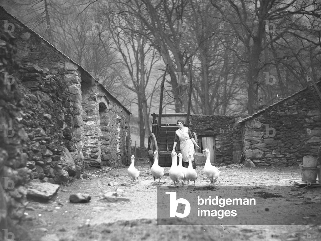 A woman walks carrying a bucket behind a flock of geese in a farmyard, in the background is a cart on its back, 1930s-60s (b/w photo)