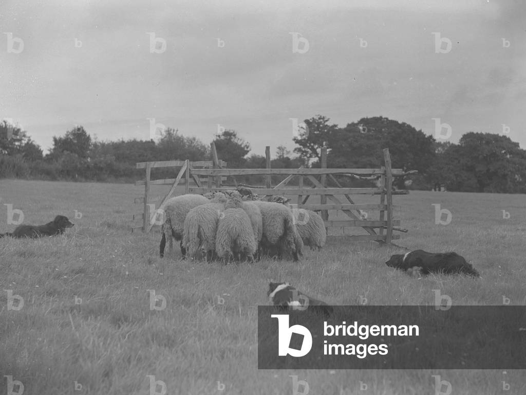 Three sheep dogs watching flock near pen, 1930s-60s (b/w photo)