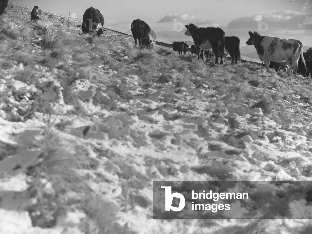A view of cattle grazing on snow covered fells above Grayrigg, 1930s-60s (b/w photo)