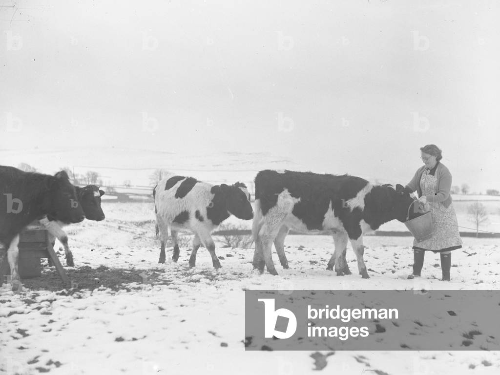 Woman feeding the cattle at Orton in snow, 1930s-60s (b/w photo)