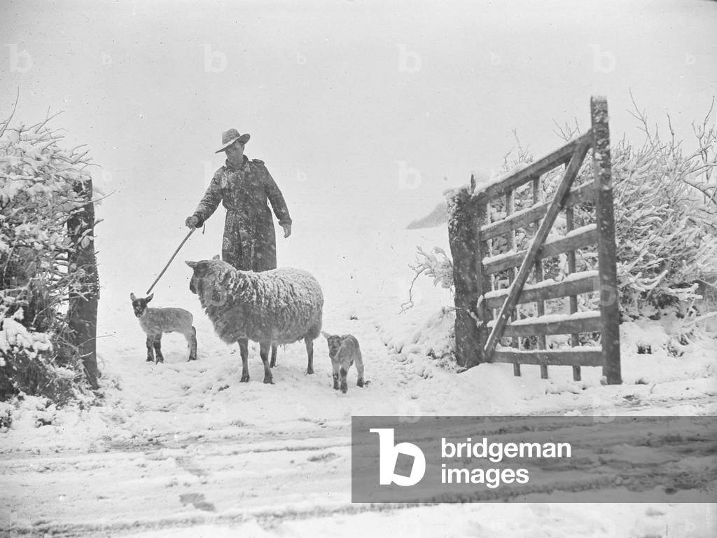 Shepherd with ewe and lambs in a gateway in the snow, 1930s-60s (b/w photo)