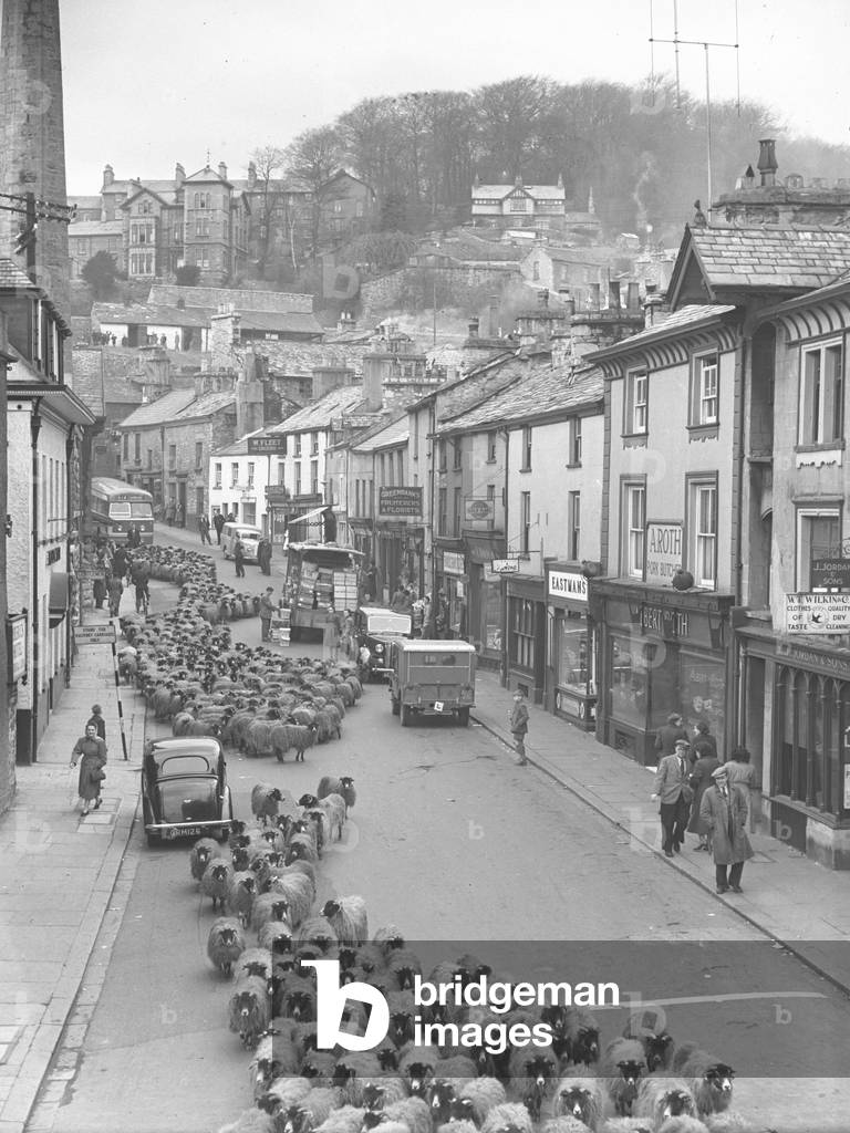 Flock of sheep coming down Allhallows Lane in Kendal amongst cars and other traffic, 1930s-60s (b/w photo)