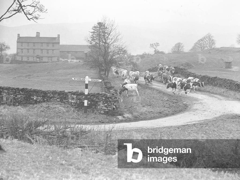 A view of cows being herded down a road with a large building to the left of the image, 1930s-60s (b/w photo)