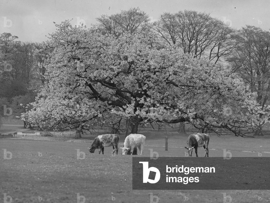 Three cattle grazing under a tree in bloom, 1930s-60s (b/w photo)