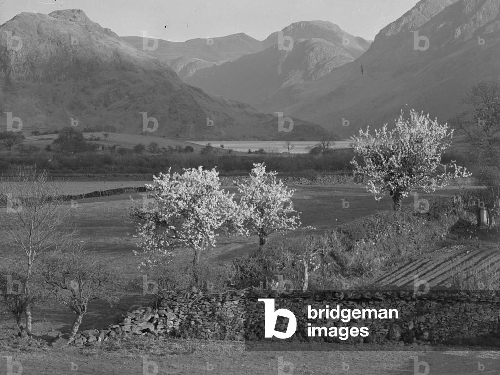 Blossom trees at Buttermere with Fells behind, 1930s-60s (b/w photo)
