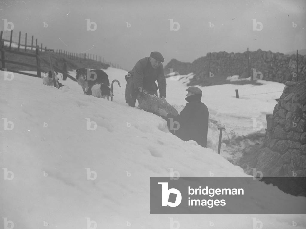 Sheep being dug out of snow at Thirlmere by two farmers and dogs, 1930s-60s (b/w photo)