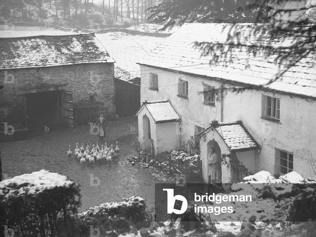 A women herds geese in what appears to be a farmyard, buildings surrounding the yard, 1930s-60s (b/w photo)