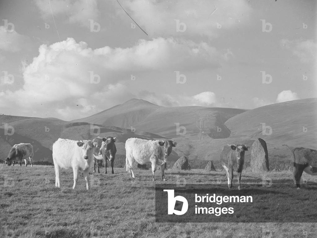 Cattle graze around Castlerigg Stone Circle, fells in background, 1930s-60s (b/w photo)