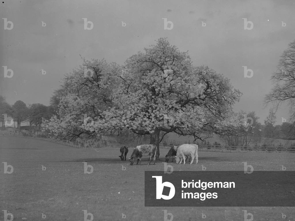 Four cattle grazing under a tree in bloom in a field, 1930s-60s (b/w photo)