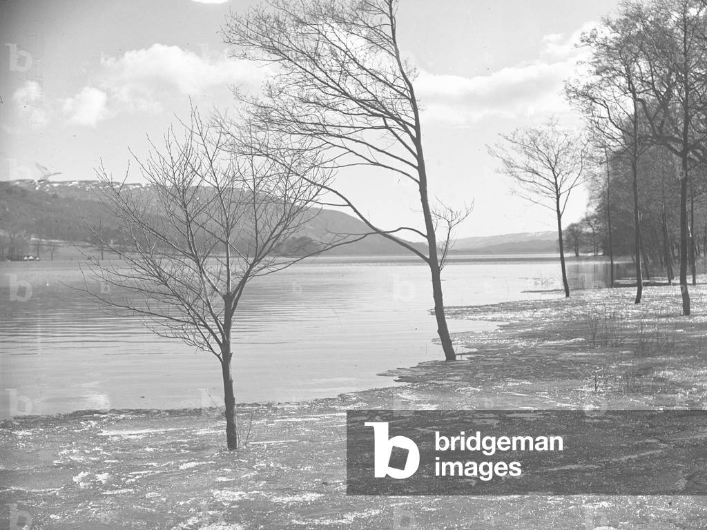 Frozen high water at Coniston around bases of trees on shoreline, 1930s-60s (b/w photo)