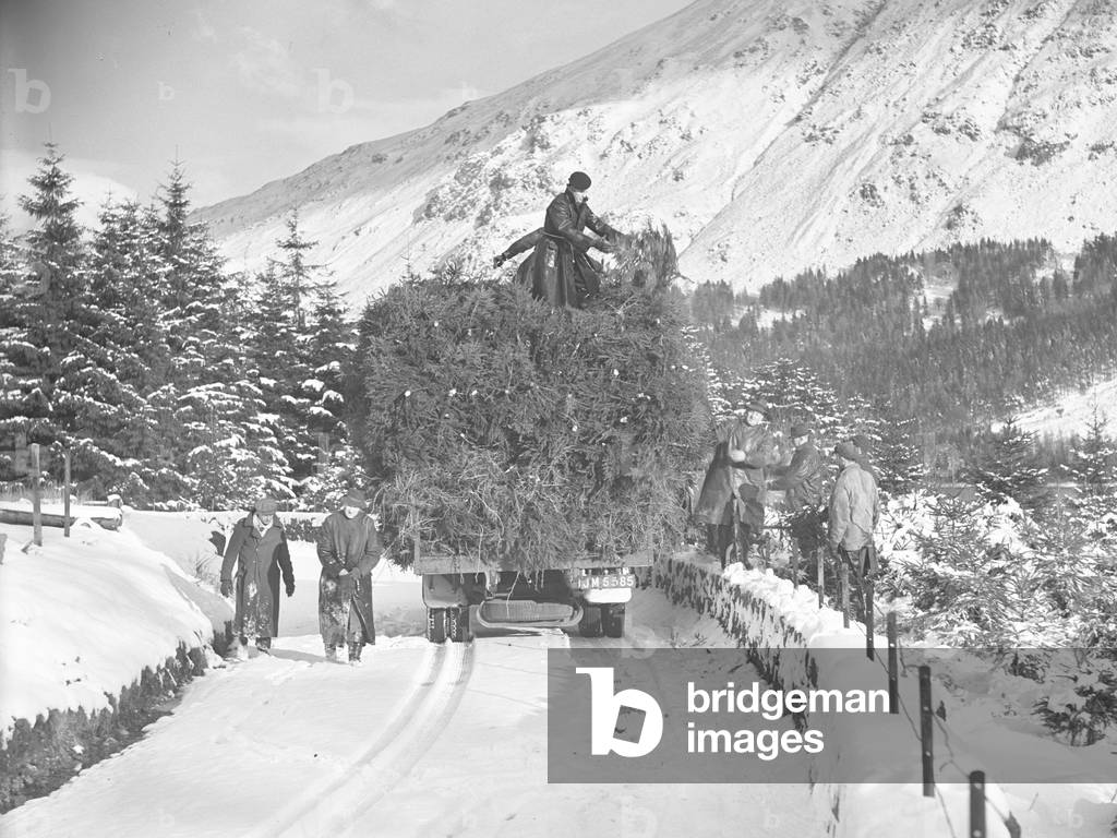 Lorry filled with christmas trees making its way down a snowy road, 1930s-60s (b/w photo)