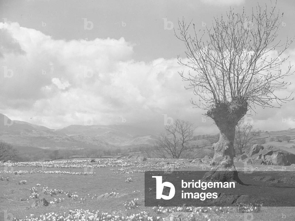 A view across wild daffodils interspersed by rocks, to farmland and fells in the background, 1930s-60s (b/w photo)