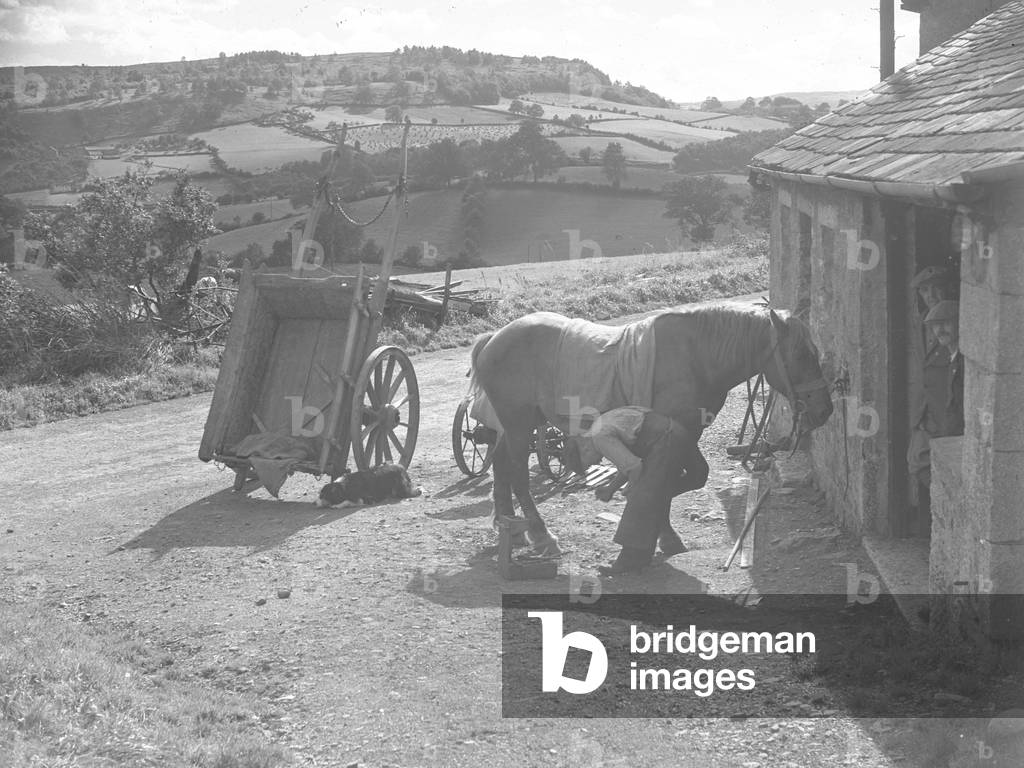 Shoeing horse at Crosthwaite smithy with cart background, 1930s-60s (b/w photo)