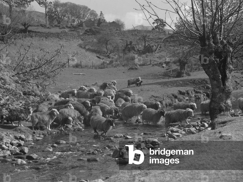 A view of sheep crossing a stream at Ambleside, 1930s-60s (b/w photo)