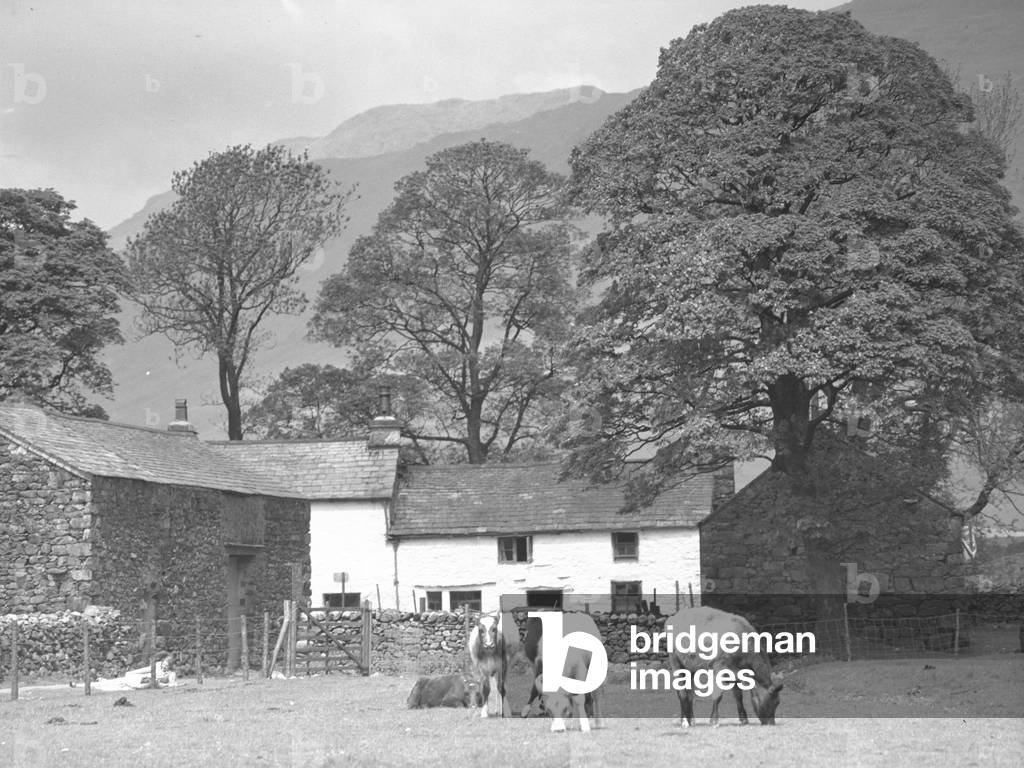 Cows grazing in field in front of Dalehead Farm , 1930s-60s (b/w photo)